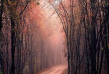 2024年游泳运动员奖金排名：潘展乐6.08万美元列第18位九派新闻.